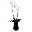 Orquídea Média em Vaso Vidro III