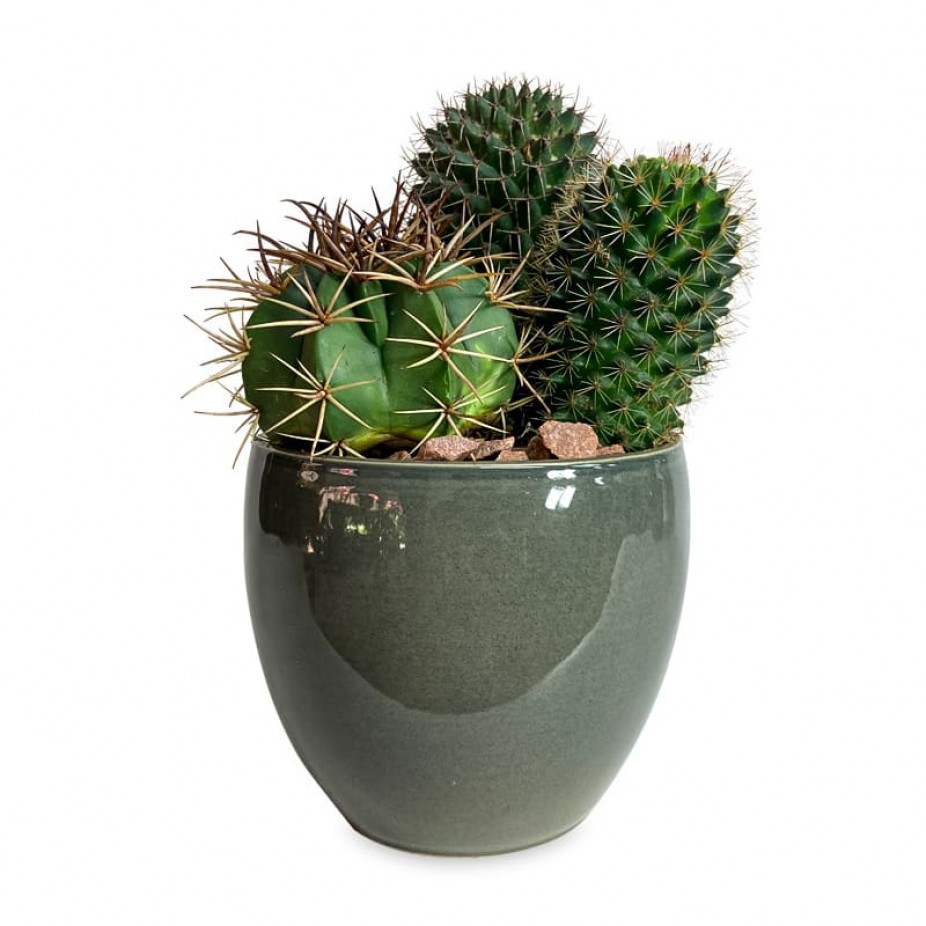 Cactus Garden Vase