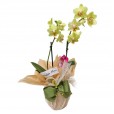 Mini Wrapped Yellow Orchid