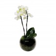 Mini White Orchid in Glass Vase