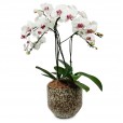 Arranjo Orquídea Branca e Roxa Elegante