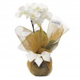 Mini White Orchid in Glass Vase