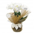 Mini White Orchid in Glass Vase