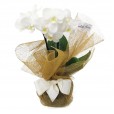 Mini White Orchid in Glass Vase