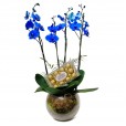 Orquídea Azul em Vaso de Vidro Redondo com Chocolate Ferrero Rocher