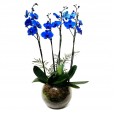 Orquídea Azul em Vaso de Vidro Redondo com Vinho e Taças