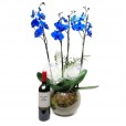 Orquídea Azul em Vaso de Vidro Redondo com Vinho e Taças