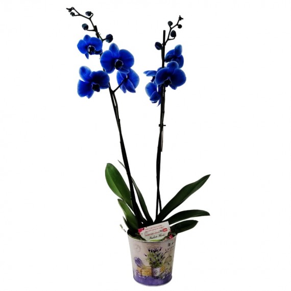 Orquídea Azul Média em Cachepot modelo 2