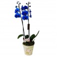 Orquídea Azul Média em Cachepot modelo 3