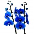 Orquídea Azul Média em Cachepot modelo 3