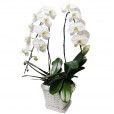 White Orchid in White Synthetic Ratan Vase