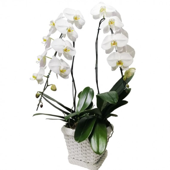 White Orchid in White Synthetic Ratan Vase