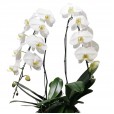 White Orchid in White Synthetic Ratan Vase