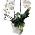 White Orchid in White Synthetic Ratan Vase