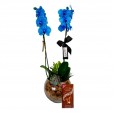 Orquídea Azul Phalaenopsis Blue Sky e Lindt Avelã