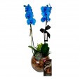 Orquídea Azul Phalaenopsis Blue Sky e Lindt Dark