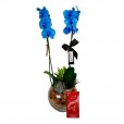 Orquídea Azul Phalaenopsis Blue Sky e Lindt Milk