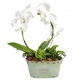 Medium Arch Orchid