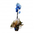 Orquidea Azul Phalaenopsis Plantada em vaso