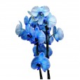 Orquidea Azul Phalaenopsis Plantada em vaso