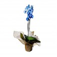 Orquidea Azul Phalaenopsis Plantada em vaso