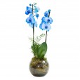 Orquídea Azul Phalaenopsis 2 em Vaso de Vidro Redondo