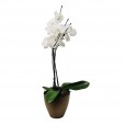 White Phalaenopsis Orchid