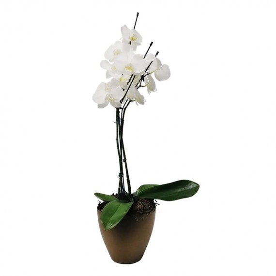 White Phalaenopsis Orchid