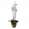 White Phalaenopsis Orchid