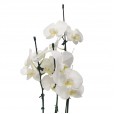 White Phalaenopsis Orchid