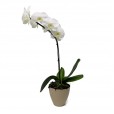 Orquídea Phalaenopsis Branca em vaso com uma haste