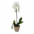 Orquídea Phalaenopsis Branca em vaso com uma haste