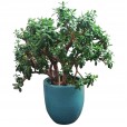 Vietnamese Potted Jade