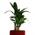 Vaso de Dracena Pau D'Água